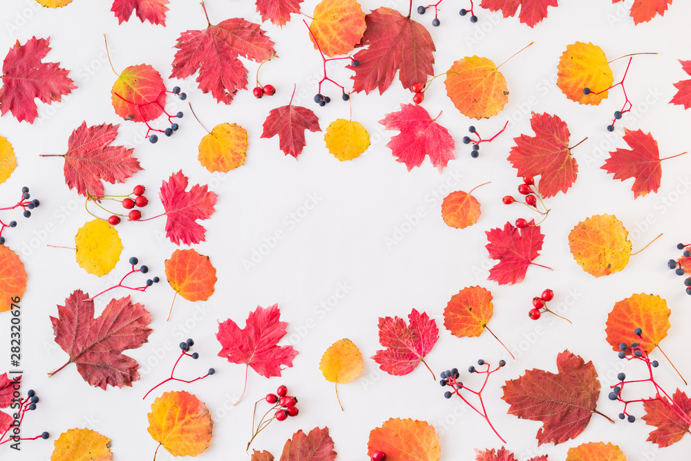 Fototapeta premium Flat lay pattern with colorful autumn leaves and berries on a white background