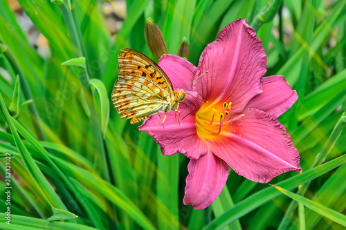 Butterfly Silver-washed fritillary (Argynnis paphia) on a pink daylily flower