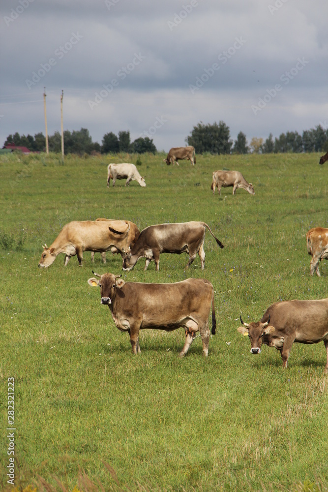 Fototapeta premium A herd of cows grazes in the autumn meadow
