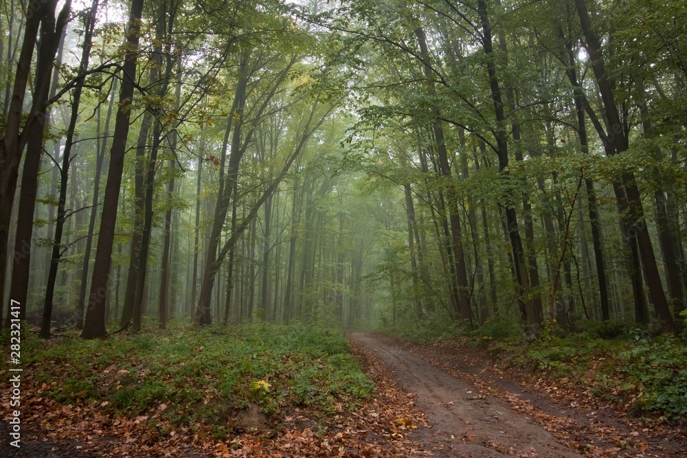 mysterious forest road on a misty autumn morning, typical foggy October weather, yellow wet fallen leaves on the ground, eco tourism active rest concept