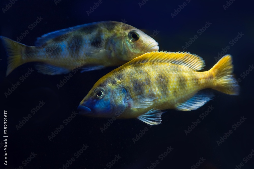 adult giraffe hap cichlid, Nimbochromis venustus, endemic to lake Malawi mbuna species on clear dark blue background adult giraffe hap cichlid, Nimbochromis venustus, endemic to lake Malawi mbuna species on clear dark blue background