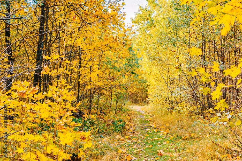 Footpath in the autumn park with colorful trees and leaves Footpath in the autumn park with colorful trees and leaves