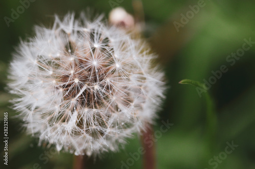 Close-up image of a seeding dandelion flower  Taraxacum  during a rainy summer day