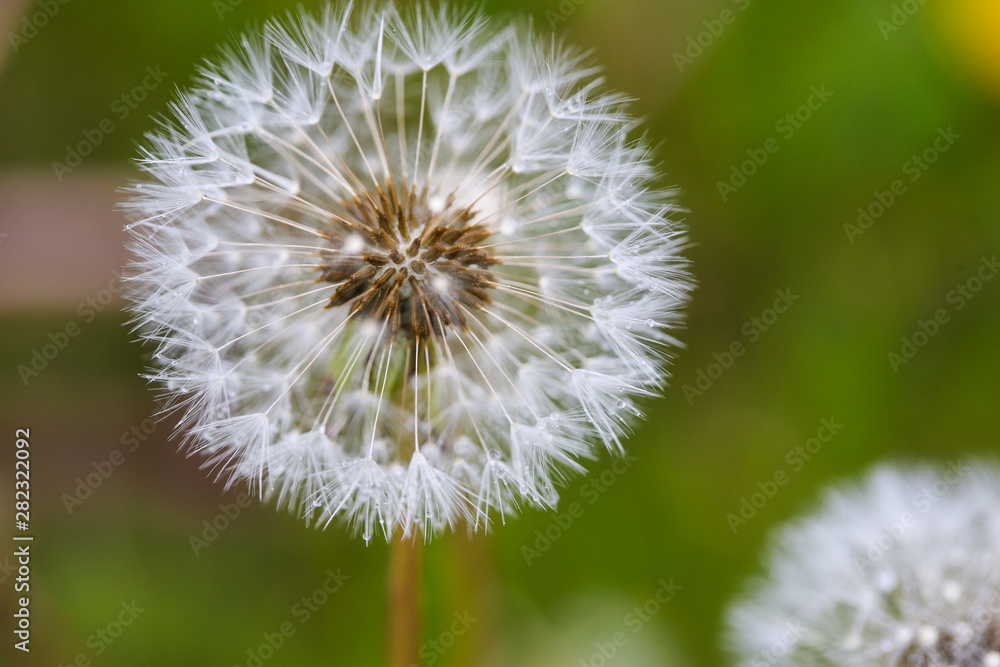 Fototapeta premium Close-up image of a seeding dandelion flower (Taraxacum) during a rainy summer day
