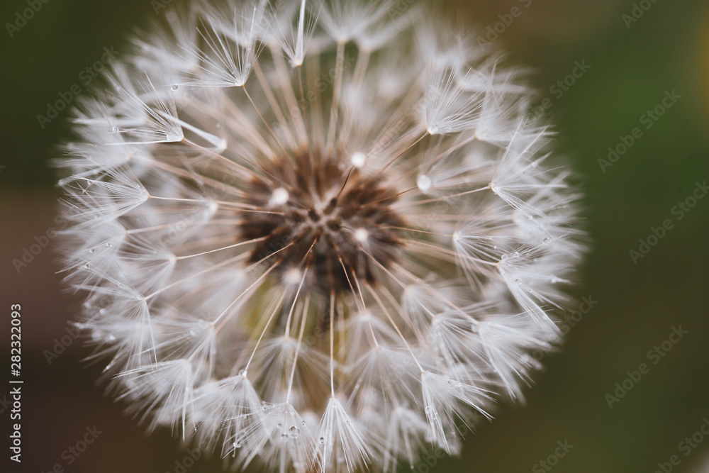 Fototapeta premium Close-up image of a seeding dandelion flower (Taraxacum) during a rainy summer day