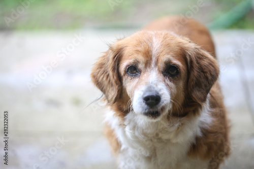 Portrait of a very old female dog © MoiraM