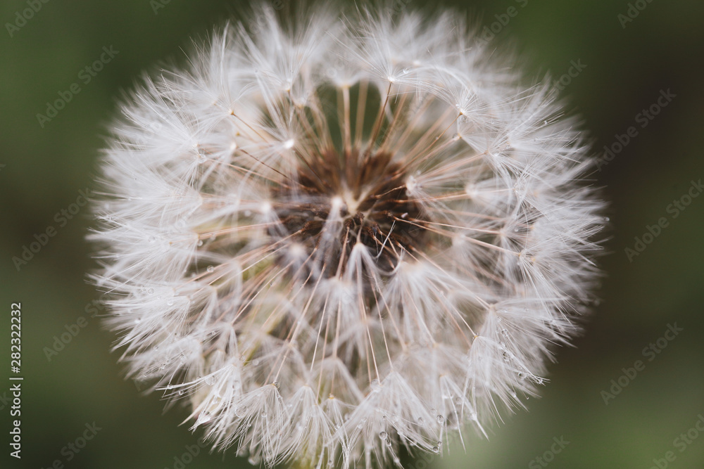 Fototapeta premium Close-up image of a seeding dandelion flower (Taraxacum) during a rainy summer day