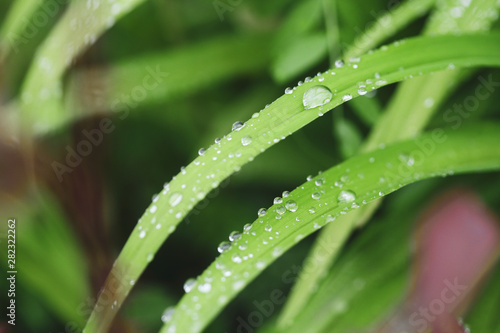 Close-up image with a drop of rain water on a blade of grass