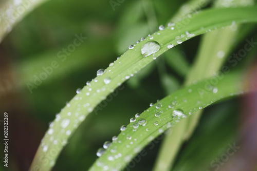 Close-up image with a drop of rain water on a blade of grass