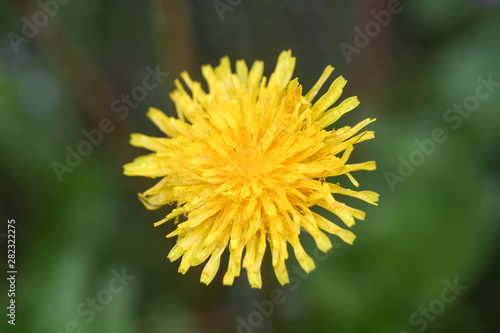 Close-up image of a flowering yellow dandelion flower  Taraxacum  during a rainy summer day