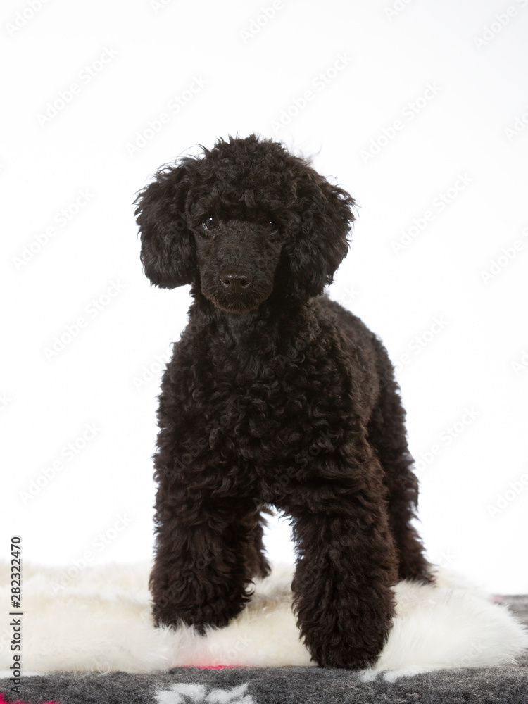 Black toy poodle puppy portrait. Image taken in a studio with white background. Copy space, isolated on white.