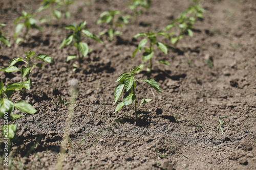 Small bell pepper plants on a farm under the sun