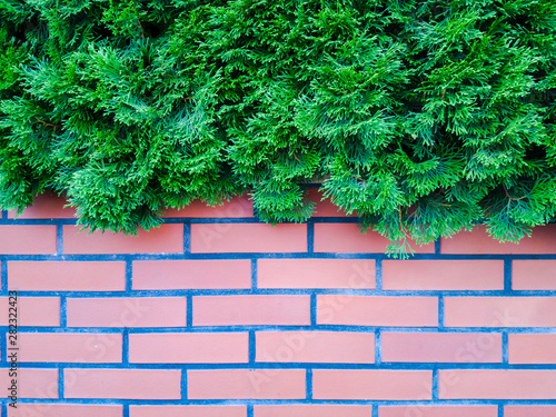 Green conifer branches hanging over a brick wall