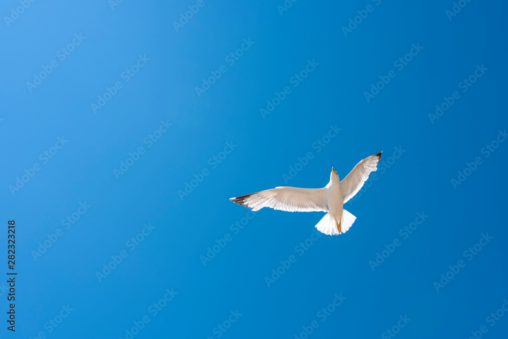 Beautiful seagull in flight against bright blue sky Beautiful seagull in flight against bright blue sky