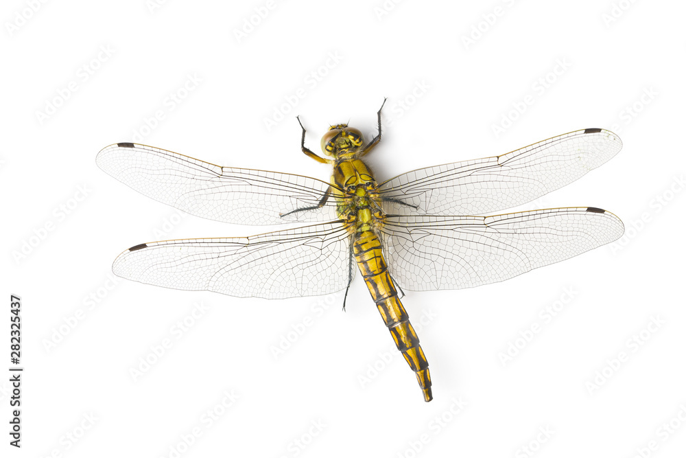 The dragonfly insect. The dragonfly insect.