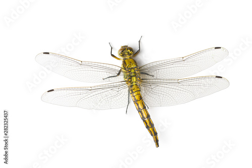 The dragonfly insect. © Jiri Hera