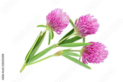 Clover or trefoil flower medicinal herbs isolated on white background. Top view. Flat lay