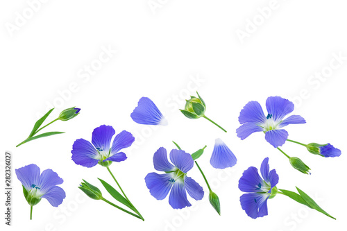 flax flowers or Linum usitatissimum on a white background with copy space for your text. Top view, flat lay