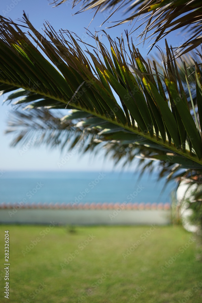 Palm at the beach 