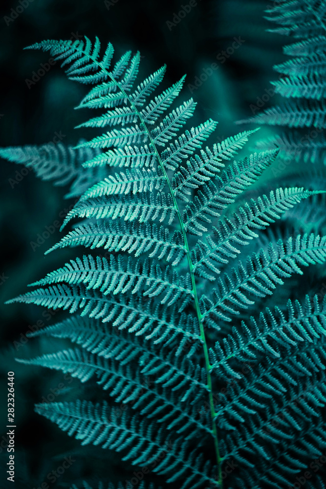 forest fern leaf on a dark background close-up