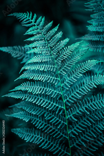 Wallpaper Mural forest fern leaf on a dark background close-up Torontodigital.ca