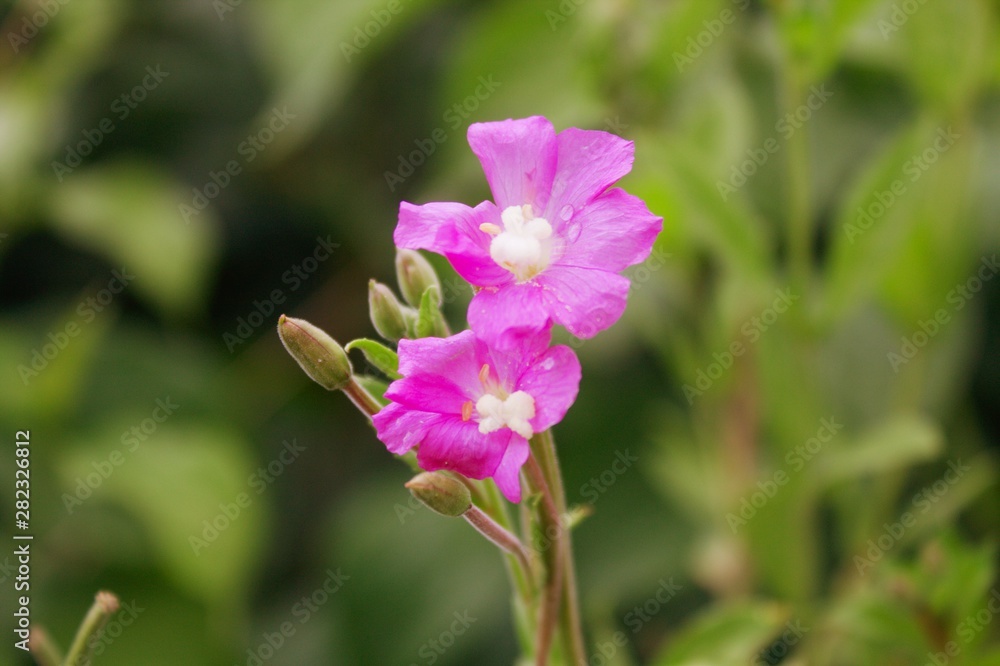 flowers colors macro photography flowers colors macro photography