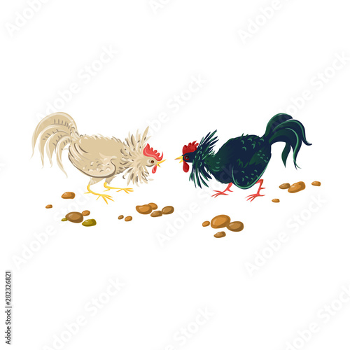 Battle of two farm roosters, white and black color