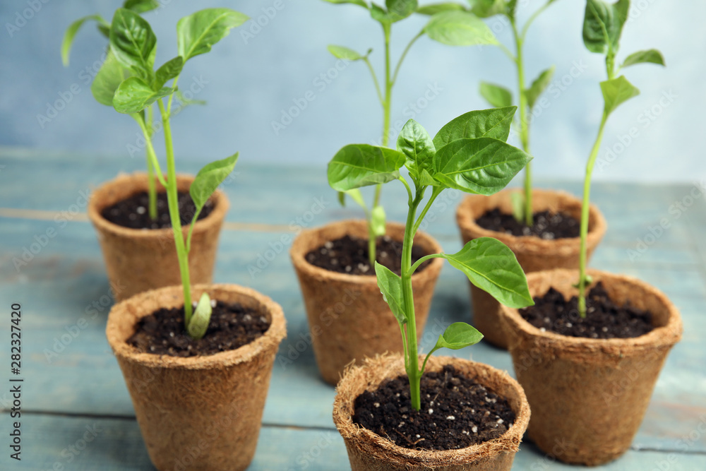 Vegetable seedlings in peat pots on blue wooden table Vegetable seedlings in peat pots on blue wooden table