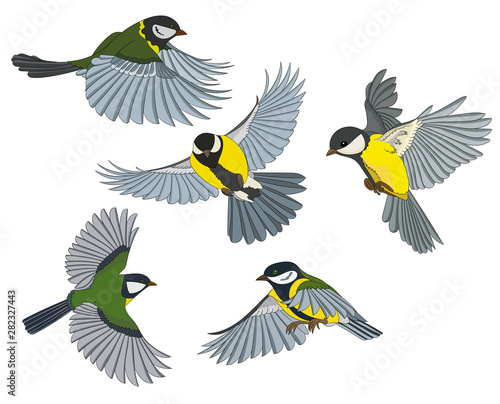 Vector illustration  several birds in flight  tit