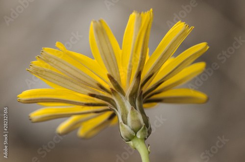 Launaea fragilis