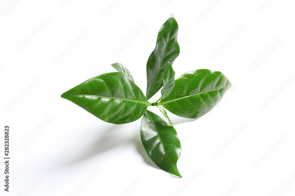 Fresh green coffee leaves isolated on white Fresh green coffee leaves isolated on white
