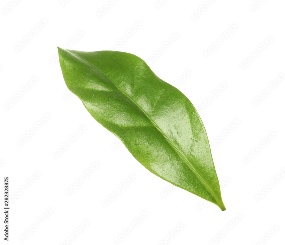 Fototapeta premium Fresh green coffee leaf isolated on white
