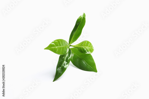 Fresh green coffee leaves isolated on white © New Africa