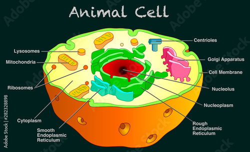 Animal cell diagram. Annotated animal cell parts anatomy. Structure with  organelles, components . Clean dark sheet without explanation. Education,  science, biology image. 2d draw vector Stock Vector | Adobe Stock