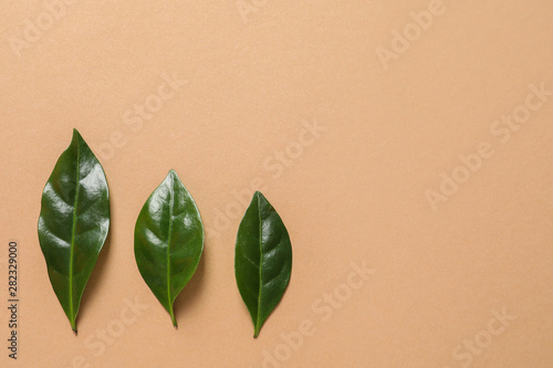 Fresh green coffee leaves on light orange background, flat lay. Space for text