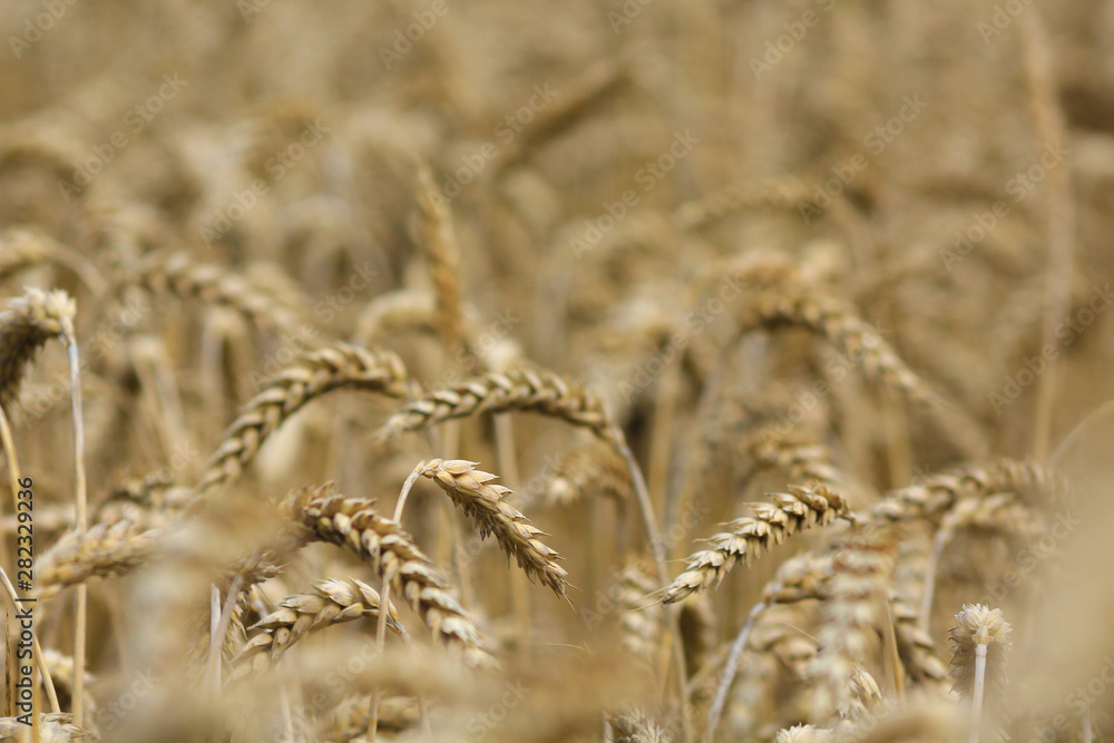 Fototapeta premium Wheat