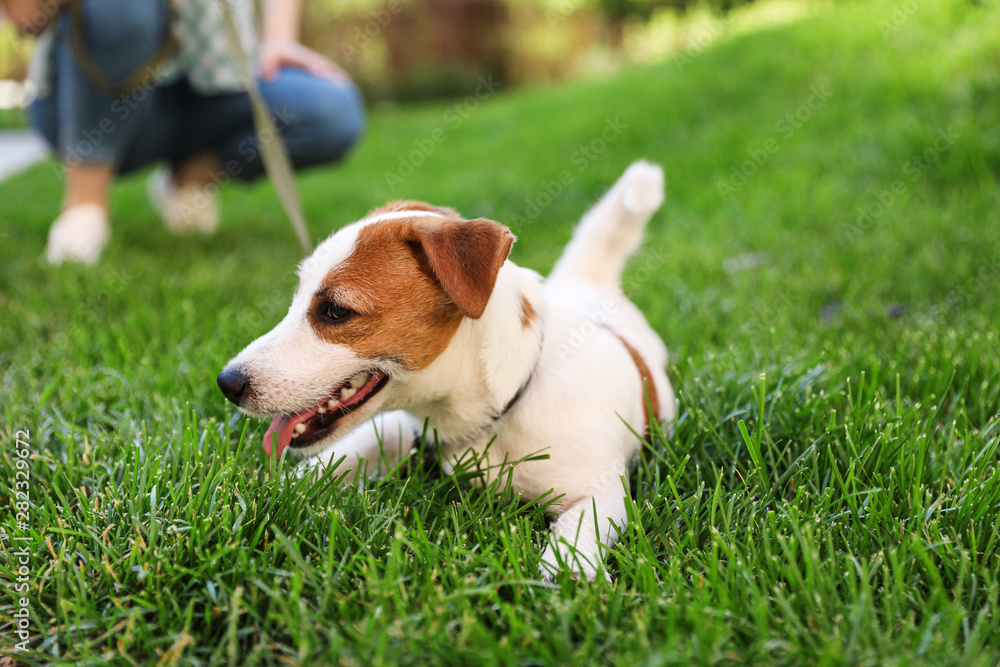 Adorable Jack Russell Terrier dog on green grass outdoors