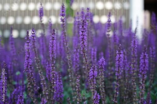 Salvia plant in blooming time with aromatic leves