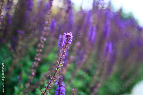 Salvia plant in blooming time with aromatic leves