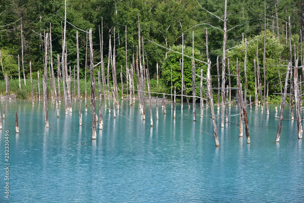 日本の北海道美瑛町の青い池 日本の北海道美瑛町の青い池