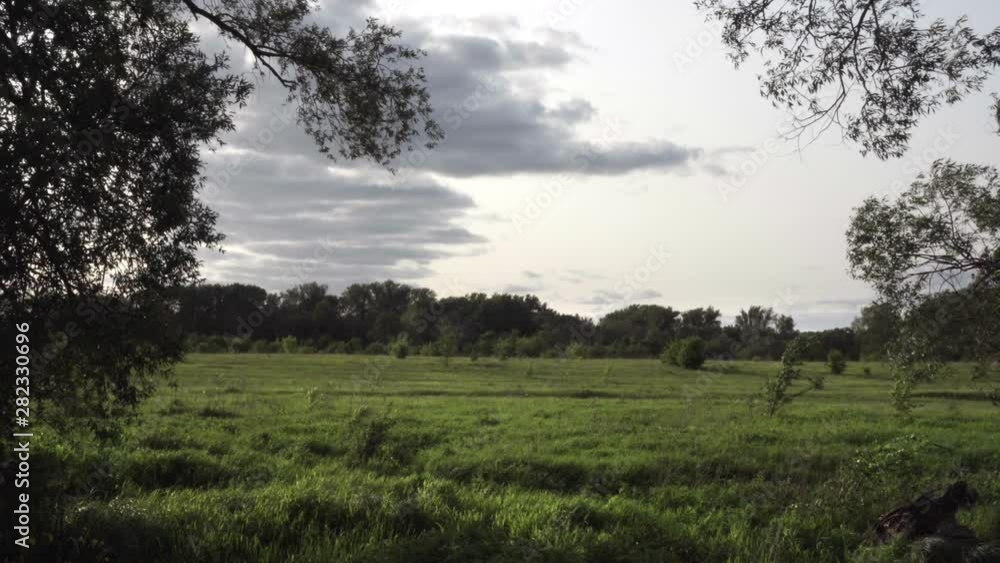 Static shot in the meadow. In the background is a dense forest. Young trees and shrubs grow lonely in the meadow. Cloudy and windy. Static shot in the meadow. In the background is a dense forest. Young trees and shrubs grow lonely in the meadow. Cloudy and windy.
