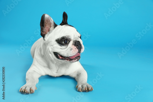 French bulldog on blue background. Space for text