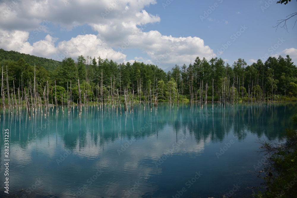Fototapeta 日本の北海道美瑛町の青い池