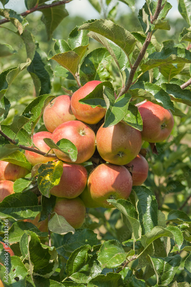 Obraz premium Half red apples hang on a branch in the garden