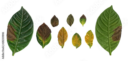 Collection of leaves isolated on a white background. Fresh Green Leaves