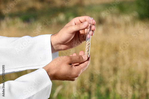 Agronomist holding test tube with wheat grains in field  closeup. Cereal farming
