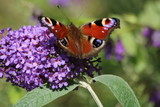 butterfly on flower Peacock Butterfly