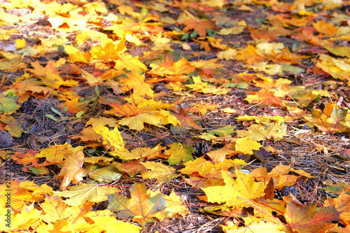 Yellow, orange leaves on ground in Autumn season. Park in city. Maple, yellow foliage. Sunlight.