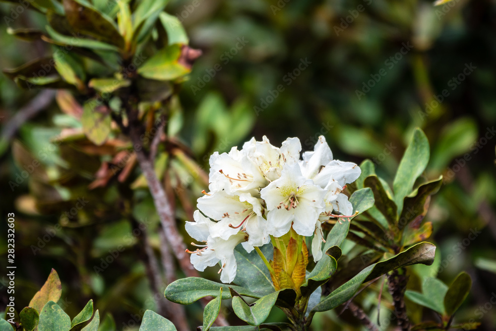 White Mountain Rhododendron Flowers White Mountain Rhododendron Flowers