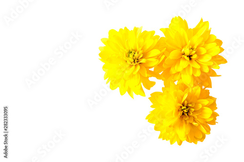 Three bright yellow flowers of rudbecia. White background. Isolate. Ready concept for congratulations, birthday, anniversary, holiday. The design of the banner. photo